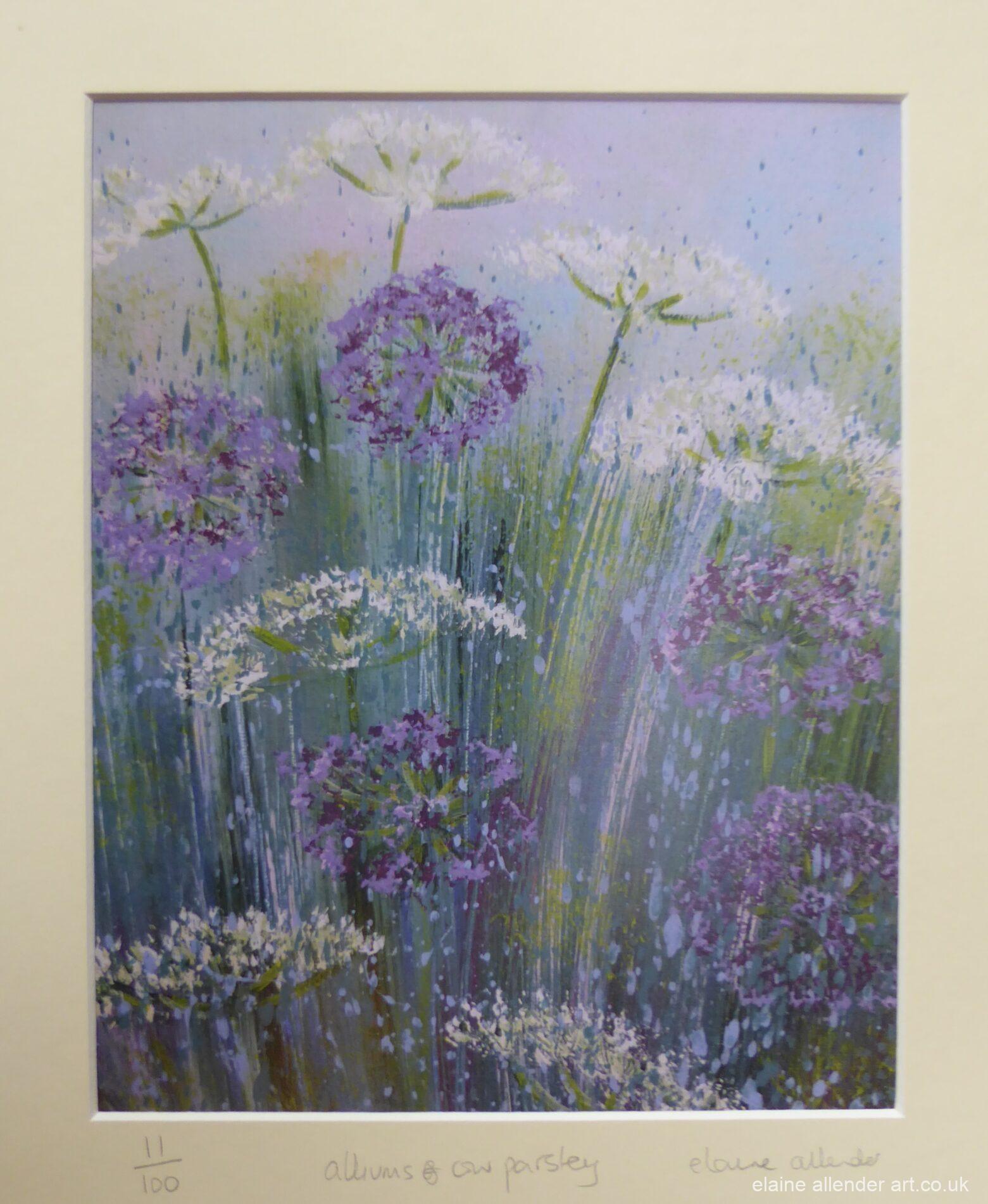 Alliums and Cow Parsley